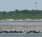 Robbenbank vor Langeoog